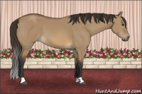 Horse Color:Buckskin Dun
