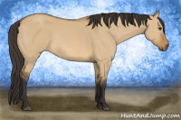 Horse Color:Buckskin Dun 