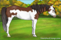 Horse Color:Bay Splash Frame
