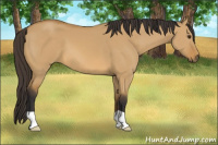 Horse Color:Buckskin Dun 