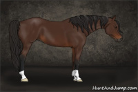Horse Color:Gray Bay 