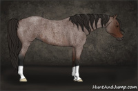 Horse Color:Gray Bay Roan 