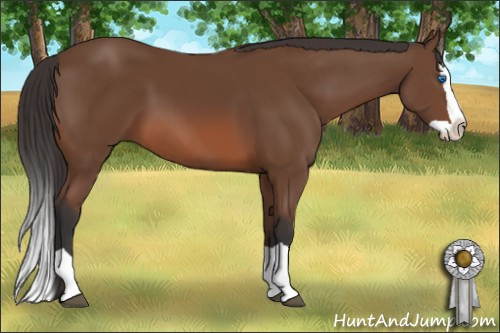 Horse Color: Bay Splash 