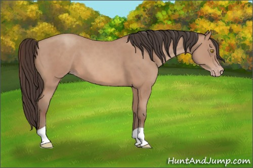 Horse Color: Sable Champagne 
