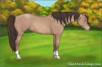Horse Color:Sable Champagne 