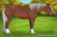 Horse Color:Silver Bay 