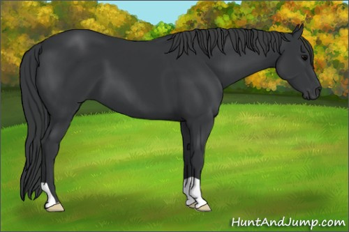 Horse Color: Brown 