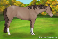 Horse Color:Sable Champagne 