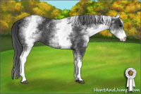 Horse Color:White Spotted Black