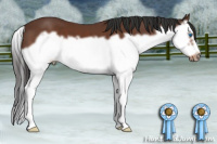 Horse Color:Bay Splash Frame 