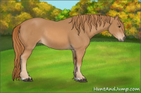Horse Color:Chestnut Rabicano 