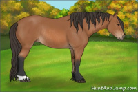 Horse Color:Bay Rabicano 