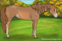 Horse Color:Chestnut Splash 