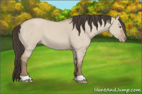 Horse Color:Classic Champagne Dun 