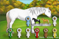 Horse Color:Classic Champagne Appaloosa