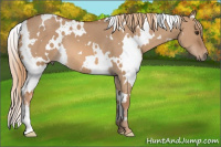 Horse Color:White Spotted Red Dun 