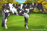 Horse Color:White Spotted Smoky Black