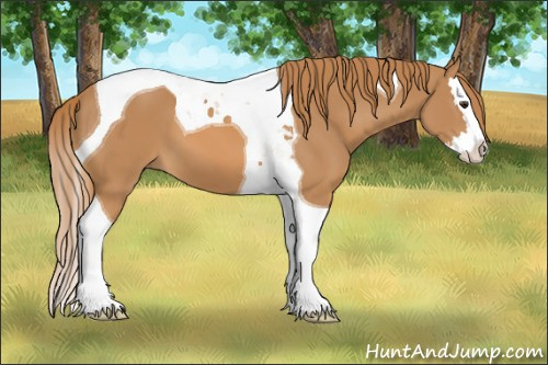 Horse Color: Unknown 