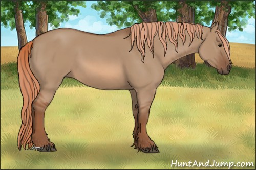 Horse Color: Unknown 