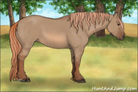 Horse Color:Unknown 