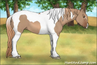 Horse Color:Liver Red Dun Tobiano