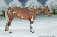 Horse Color:White Spotted Silver Black Tobiano 