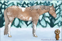 Horse Color:Gray Silver Amber Champagne Ice Sabino Tobiano Rabicano 