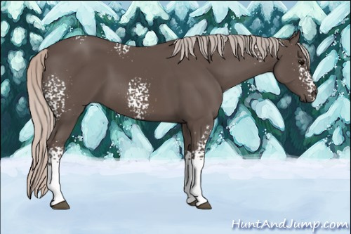 Horse Color: Unknown 