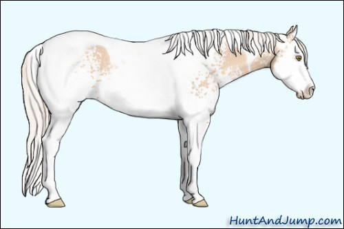 Horse Color: Unknown 
