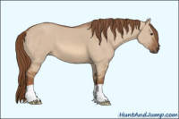 Horse Color:Unknown 