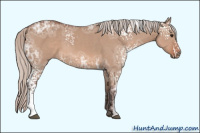 Horse Color:White Spotted Silver Bay Ice Dun 