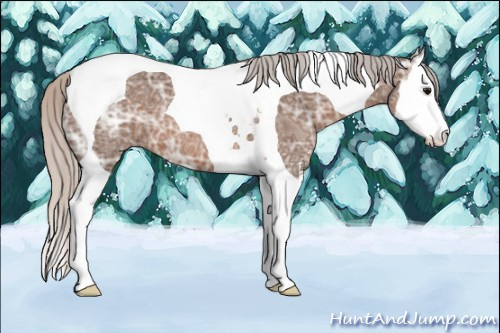 Horse Color: Unknown 