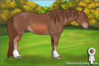 Horse Color:Liver Chestnut 