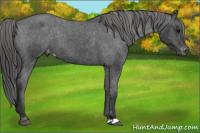 Horse Color:Black Appaloosa