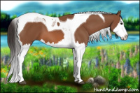 Horse Color:Bay Splash Tobiano