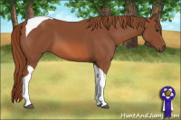 Horse Color:Liver Chestnut Tobiano 