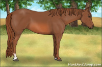 Horse Color:Liver Chestnut Sabino