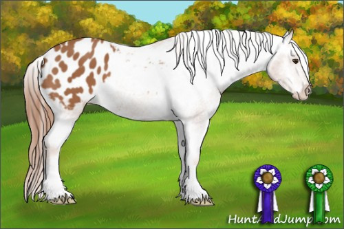 Horse Color: Unknown 