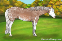 Horse Color:Silver Bay Ice Sabino Splash