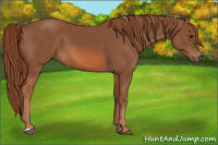Horse Color:Liver Chestnut