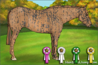 Horse Color:Brown Rabicano Brindle