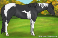 Horse Color:Black Tobiano 