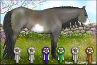 Horse Color:Black Sabino Frame Rabicano 