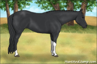 Horse Color:Brown Tobiano 