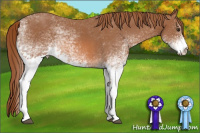 Horse Color:White Spotted Chestnut