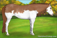 Horse Color:Chestnut Splash Frame Rabicano 