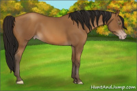 Horse Color:Gray Amber Champagne 