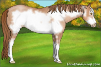 Horse Color:Bay Pearl Sabino Frame Rabicano