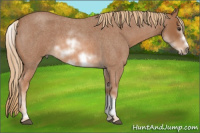 Horse Color:White Spotted Red Roan Splash Frame Rabicano 