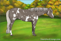Horse Color:White Spotted Silver Smoky Black Sabino 